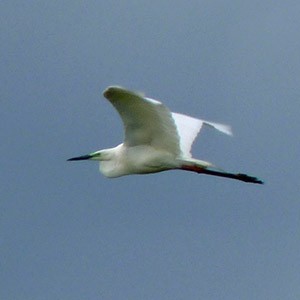 Breeding plumaged Great Egret - Ardea alba © John Muddeman